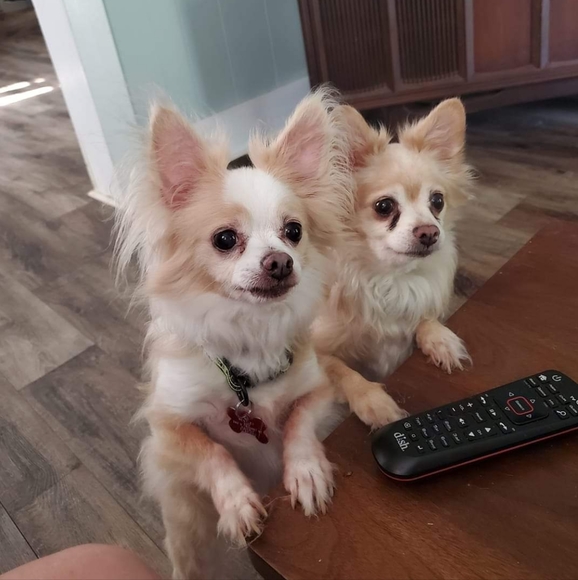 Meet your Posher, Elaine - Picture 4 of 4